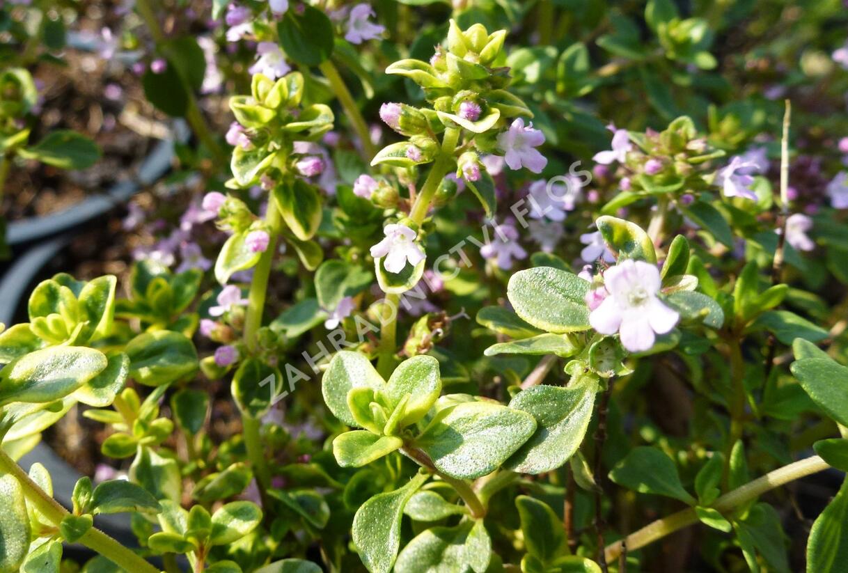 Mateřídouška 'Doone Valley' - Thymus citriodorus 'Doone Valley'