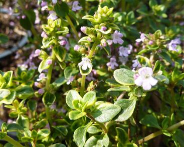Mateřídouška 'Doone Valley'
