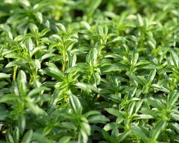 Saturejka horská 'Bolero'