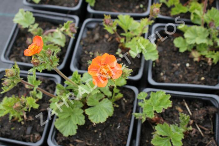 Kuklík šarlatový 'Borisii-Strain' - Geum coccineum 'Borisii-Strain'