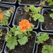 Kuklík šarlatový 'Borisii-Strain' - Geum coccineum 'Borisii-Strain'