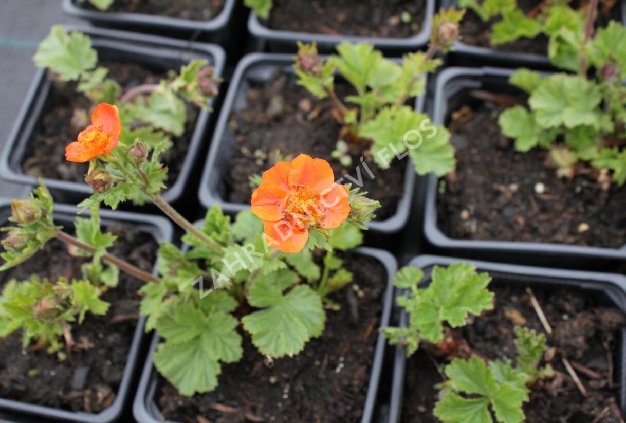 Kuklík šarlatový 'Borisii-Strain' - Geum coccineum 'Borisii-Strain'