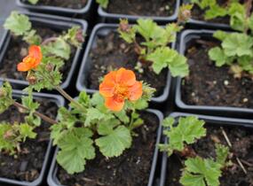 Kuklík šarlatový 'Borisii-Strain' - Geum coccineum 'Borisii-Strain'