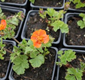 Kuklík šarlatový 'Borisii-Strain' - Geum coccineum 'Borisii-Strain'