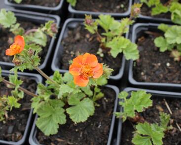 Kuklík šarlatový 'Borisii-Strain'