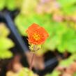 Kuklík šarlatový 'Borisii-Strain' - Geum coccineum 'Borisii-Strain'