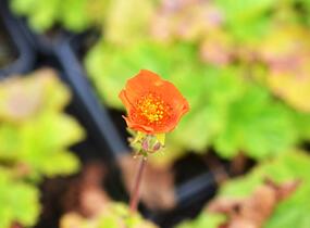 Kuklík šarlatový 'Borisii-Strain' - Geum coccineum 'Borisii-Strain'