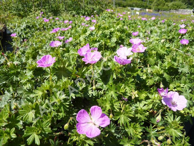 Kakost krvavý - Geranium sanguineum