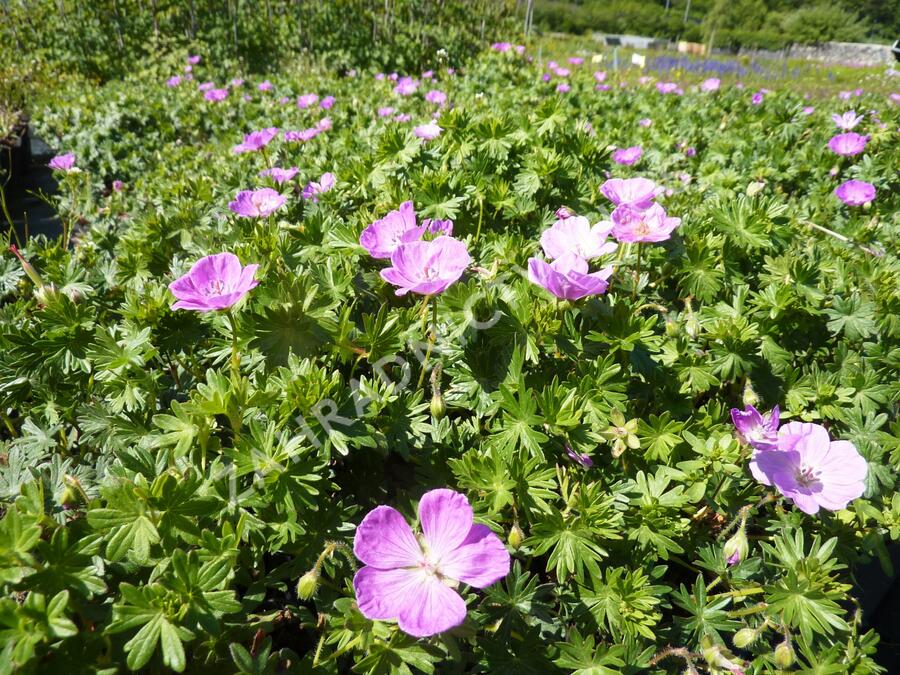 Kakost krvavý - Geranium sanguineum