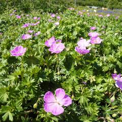 Kakost krvavý - Geranium sanguineum