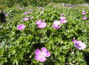 Kakost krvavý - Geranium sanguineum