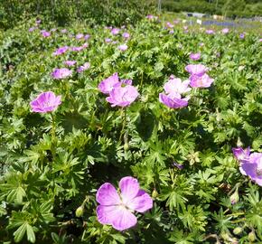Kakost krvavý - Geranium sanguineum