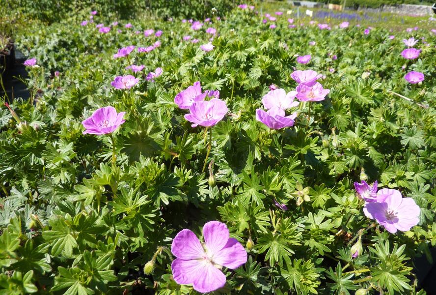 Kakost krvavý - Geranium sanguineum