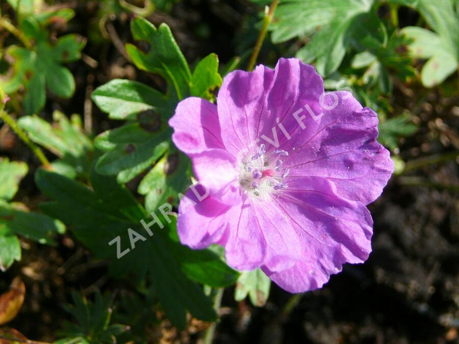 Kakost krvavý - Geranium sanguineum