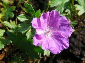 Kakost krvavý - Geranium sanguineum