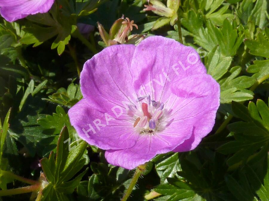 Kakost krvavý - Geranium sanguineum
