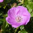 Kakost krvavý - Geranium sanguineum