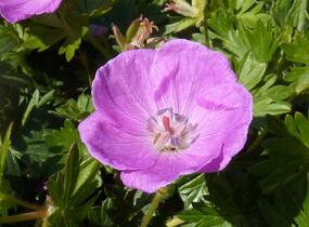 Kakost krvavý - Geranium sanguineum