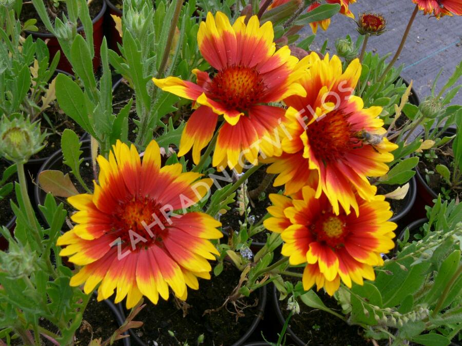 Kokarda osinatá 'Kobold' - Gaillardia aristata 'Kobold'