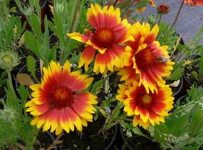 Kokarda osinatá 'Kobold' - Gaillardia aristata 'Kobold'