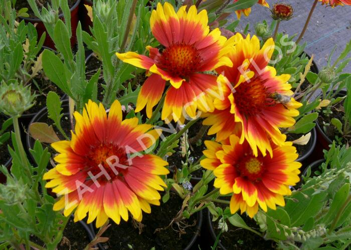 Kokarda osinatá 'Kobold' - Gaillardia aristata 'Kobold'