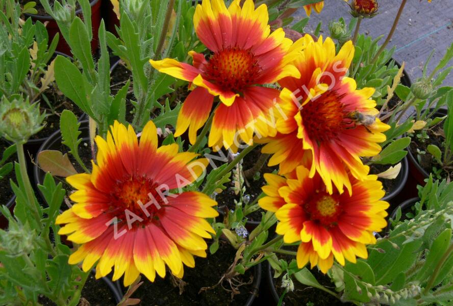 Kokarda osinatá 'Kobold' - Gaillardia aristata 'Kobold'