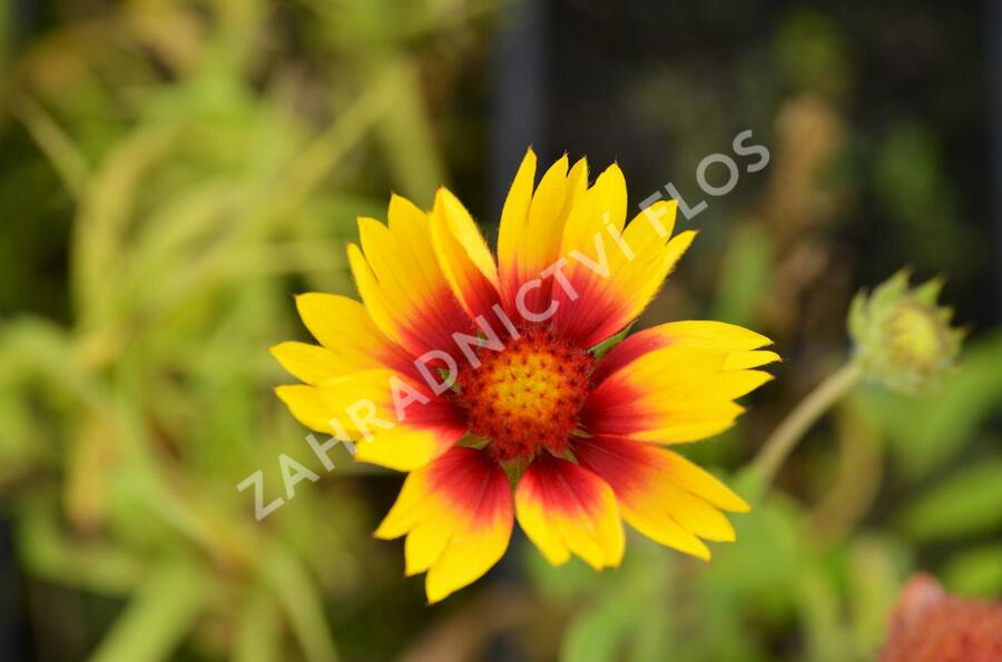 Kokarda osinatá 'Kobold' - Gaillardia aristata 'Kobold'