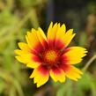 Kokarda osinatá 'Kobold' - Gaillardia aristata 'Kobold'