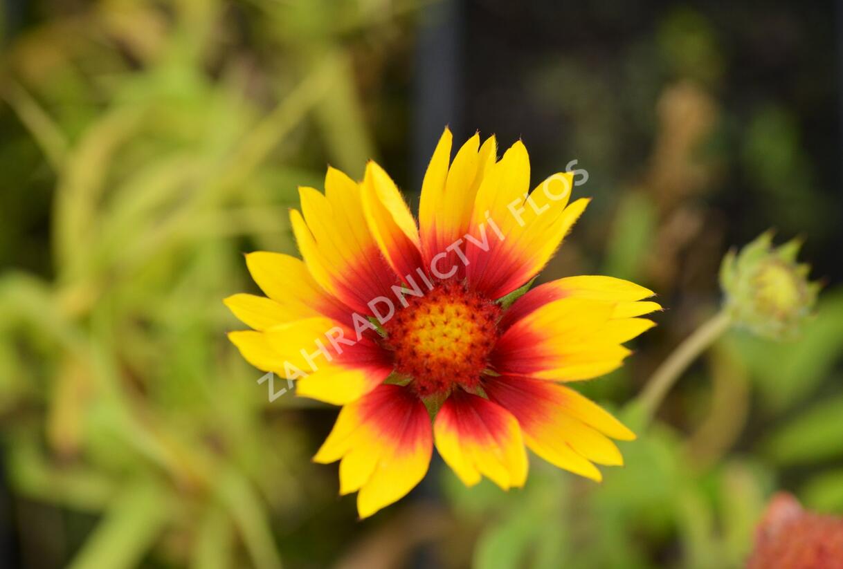 Kokarda osinatá 'Kobold' - Gaillardia aristata 'Kobold'