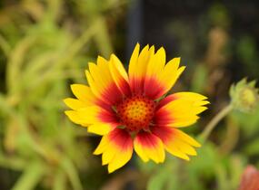Kokarda osinatá 'Kobold' - Gaillardia aristata 'Kobold'