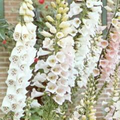 Náprstník červený 'Alba' - Digitalis purpurea 'Alba'