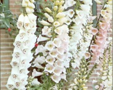 Náprstník červený 'Alba'