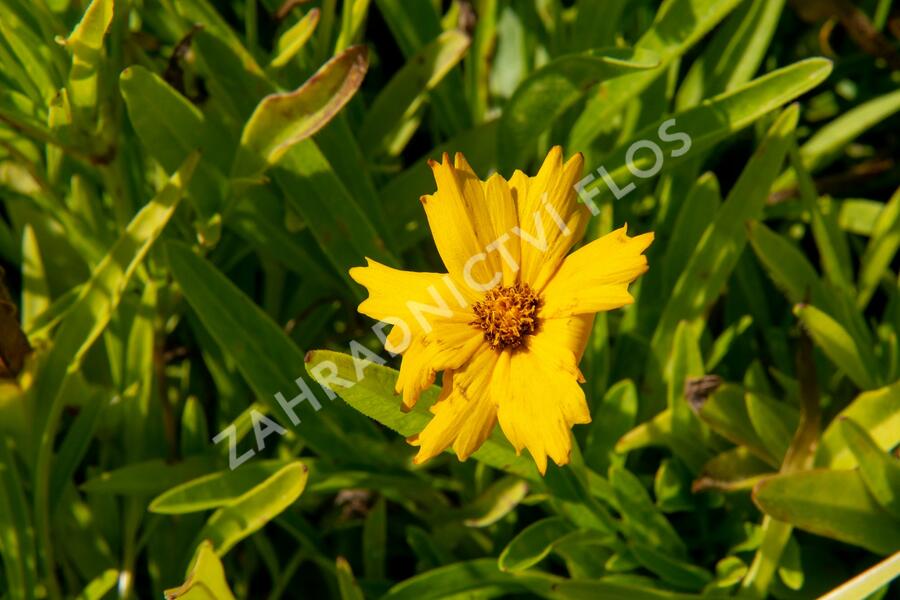 Krásnoočko velkokvěté 'Sunray' - Coreopsis grandiflora 'Sunray'