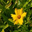 Krásnoočko velkokvěté 'Sunray' - Coreopsis grandiflora 'Sunray'