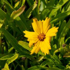 Krásnoočko velkokvěté 'Sunray' - Coreopsis grandiflora 'Sunray'