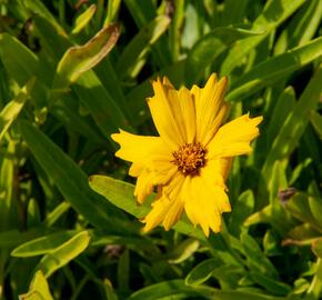 Krásnoočko velkokvěté 'Sunray' - Coreopsis grandiflora 'Sunray'