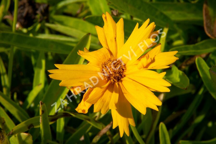 Krásnoočko velkokvěté 'Sunray' - Coreopsis grandiflora 'Sunray'