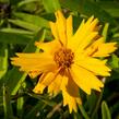 Krásnoočko velkokvěté 'Sunray' - Coreopsis grandiflora 'Sunray'