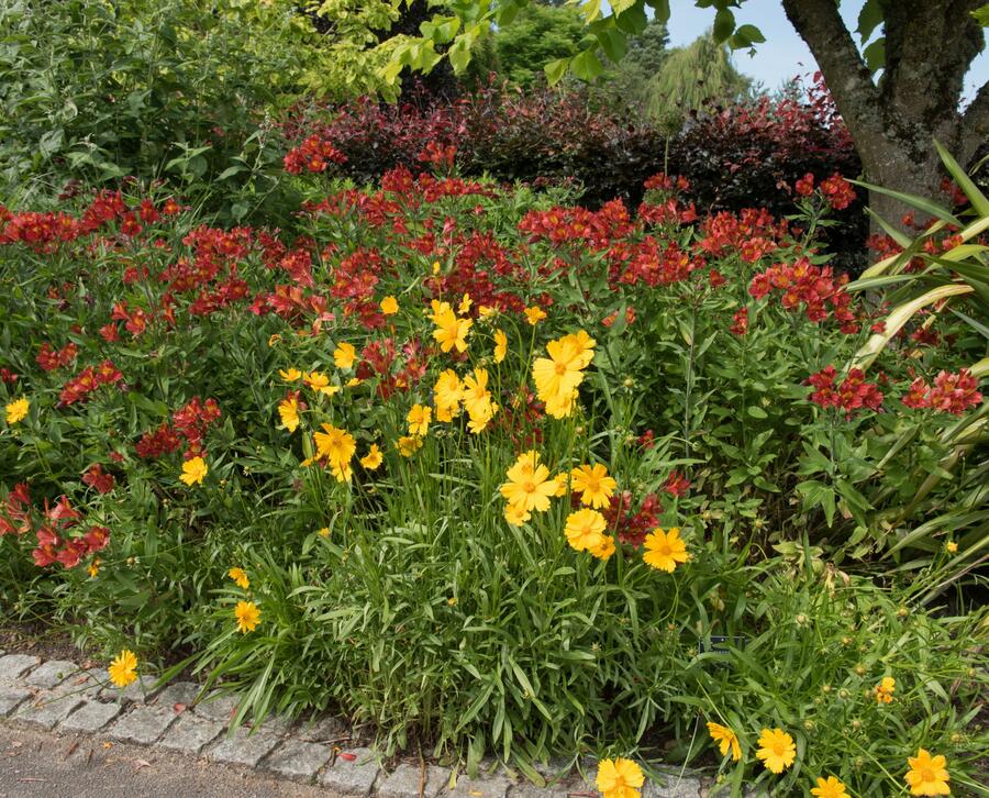 Krásnoočko velkokvěté 'Schnittgold' - Coreopsis grandiflora 'Schnittgold'