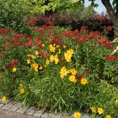 Krásnoočko velkokvěté 'Schnittgold' - Coreopsis grandiflora 'Schnittgold'