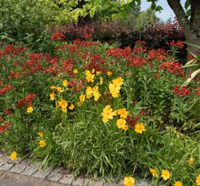 Krásnoočko velkokvěté 'Schnittgold' - Coreopsis grandiflora 'Schnittgold'