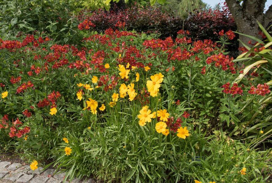 Krásnoočko velkokvěté 'Schnittgold' - Coreopsis grandiflora 'Schnittgold'