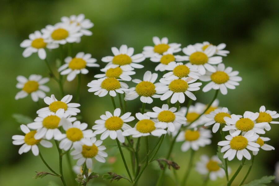 Řimbaba obecná - Tanacetum parthenium