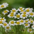 Řimbaba obecná - Tanacetum parthenium