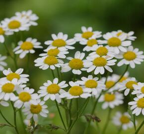 Řimbaba obecná - Tanacetum parthenium