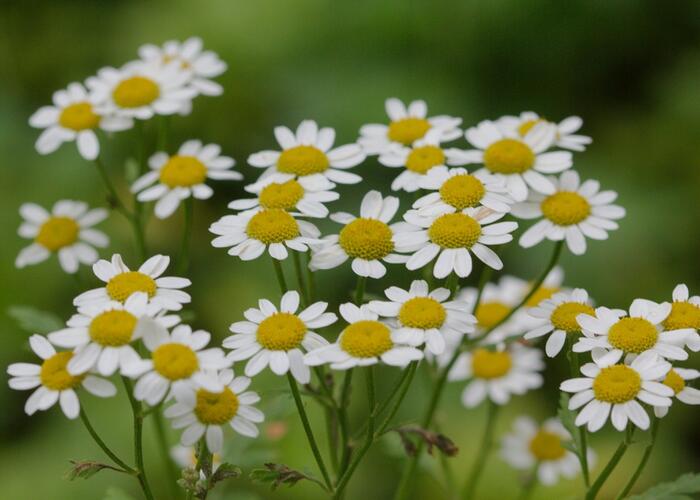 Řimbaba obecná - Tanacetum parthenium