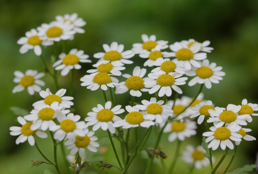 Řimbaba obecná - Tanacetum parthenium