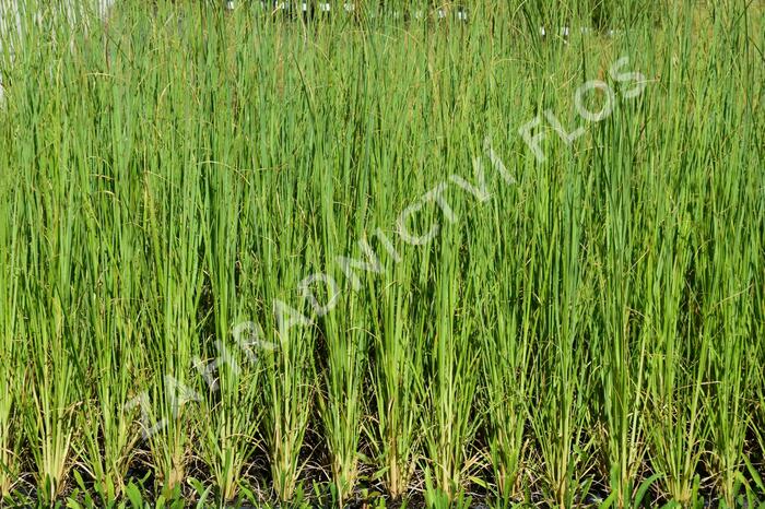 Pampová tráva 'White Feather' - Cortaderia selloana 'White Feather'