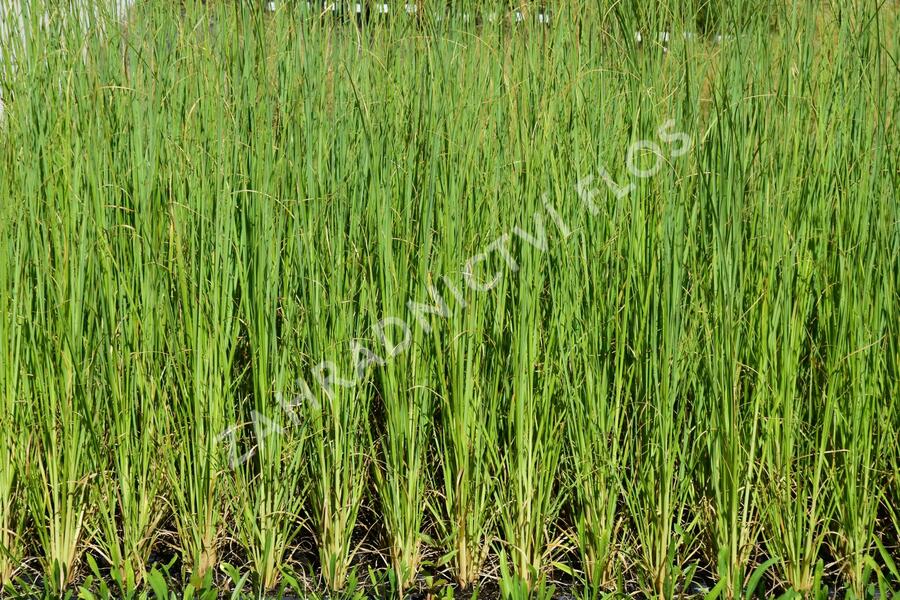 Pampová tráva 'White Feather' - Cortaderia selloana 'White Feather'