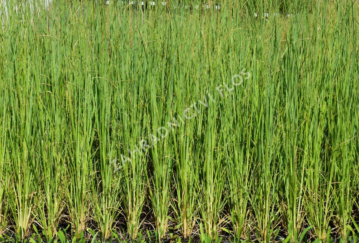 Pampová tráva 'White Feather' - Cortaderia selloana 'White Feather'